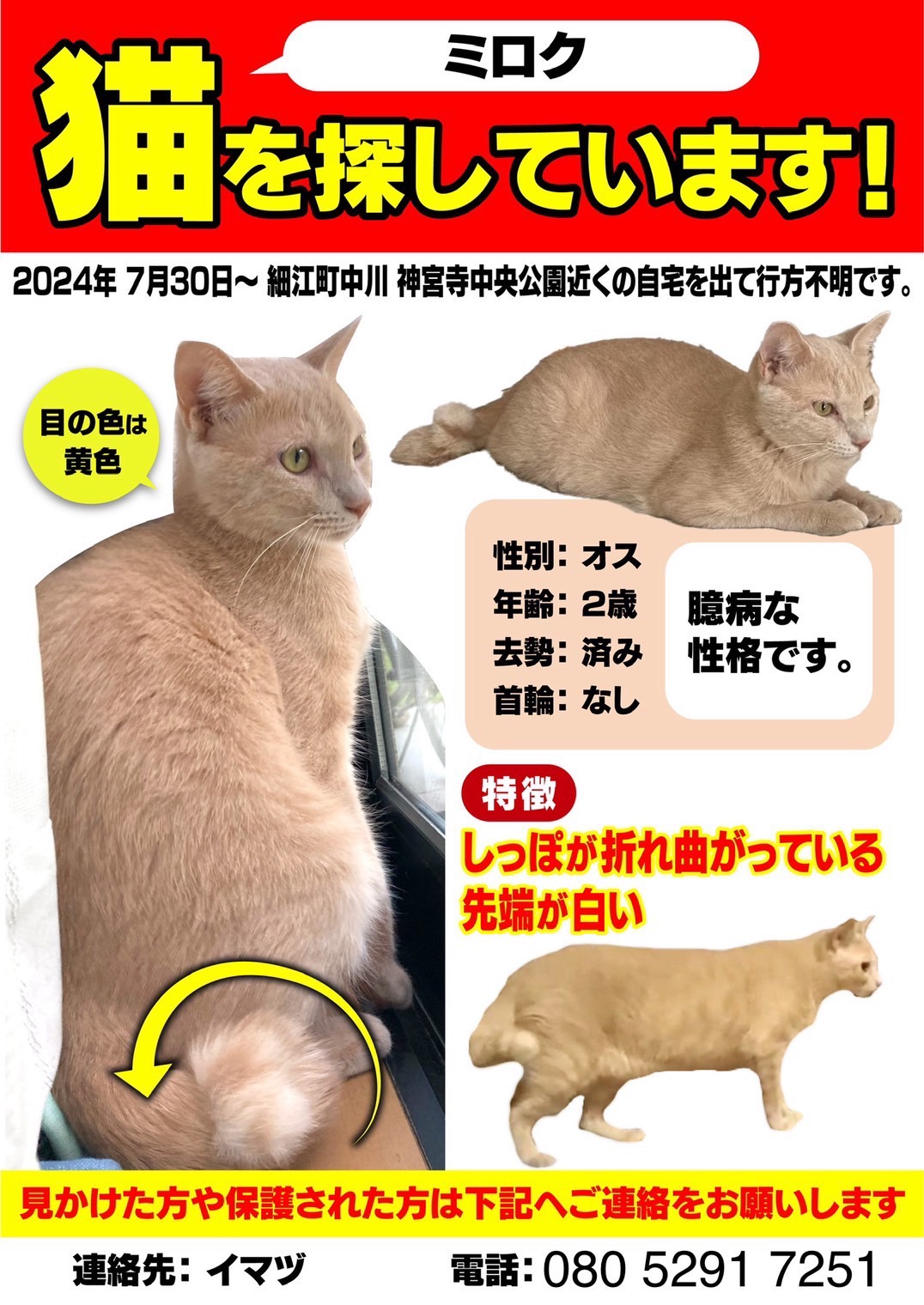 安い 猫 見つけたら 首輪つき